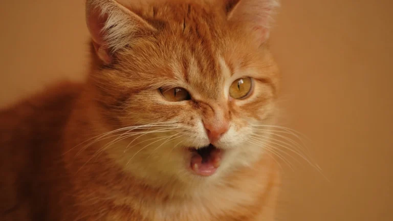 Sinais de Que Seu Gato Gosta de Você (Mesmo Que Pareça Indiferente)