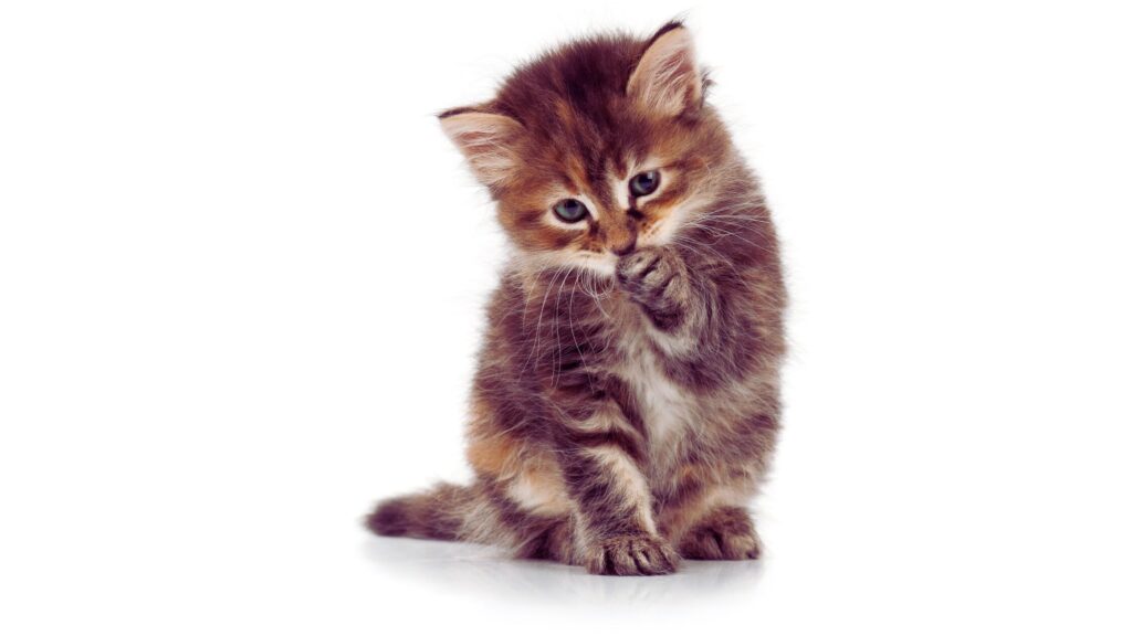 Gato reconhece o nome dele?