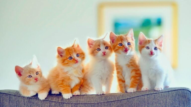 Gato reconhece o nome dele? A Ciência Por Trás da Comunicação Felina