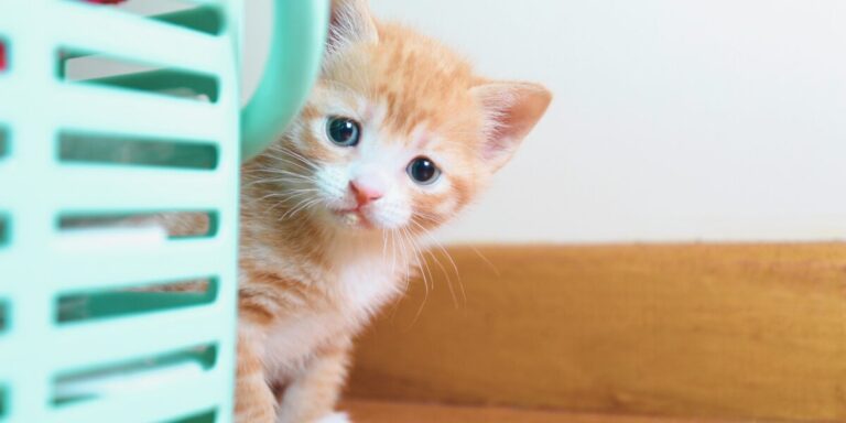 Gato sente saudade? Descubra como seu felino demonstra afeto e apego