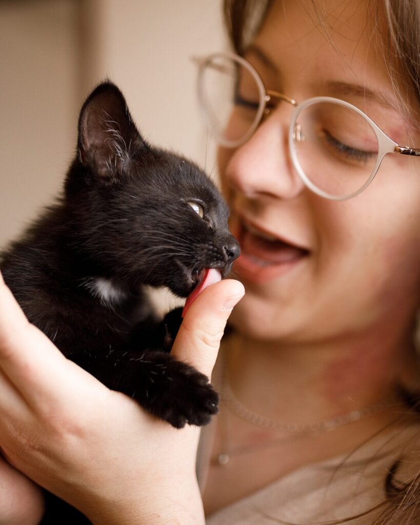 O que significa quando o gato lambe o dono?