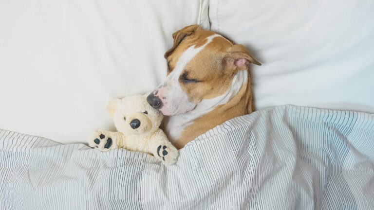Os cachorros sonham? O Fascinante Mundo dos Sonhos dos Cães