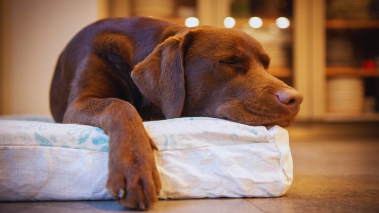 Por Que os Cães Giram Antes de Deitar? Desvendando Este Fascinante Ritual Canino